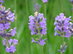 Lavandula angustifolia 'Munstead' bestellen